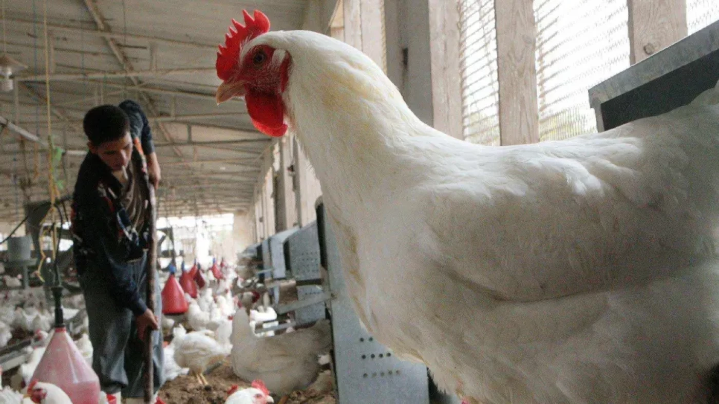  بعد تسجيل إصابات في إيران.. الزراعة العراقية تحظر استيراد جميع أنواع الدواجن والطيور