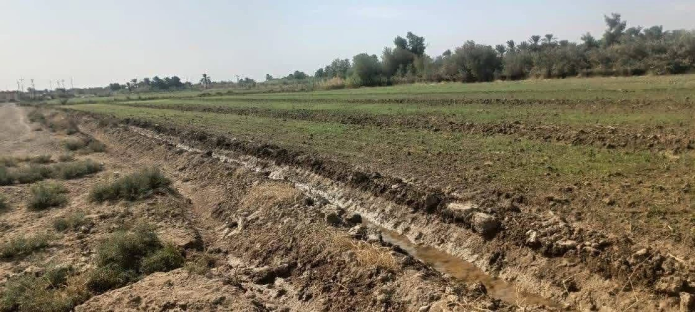 أمطار ذي قار تنعش أكثر من 100 الف دونم من الأراضي الزراعية.. "ريّة شبه كاملة"