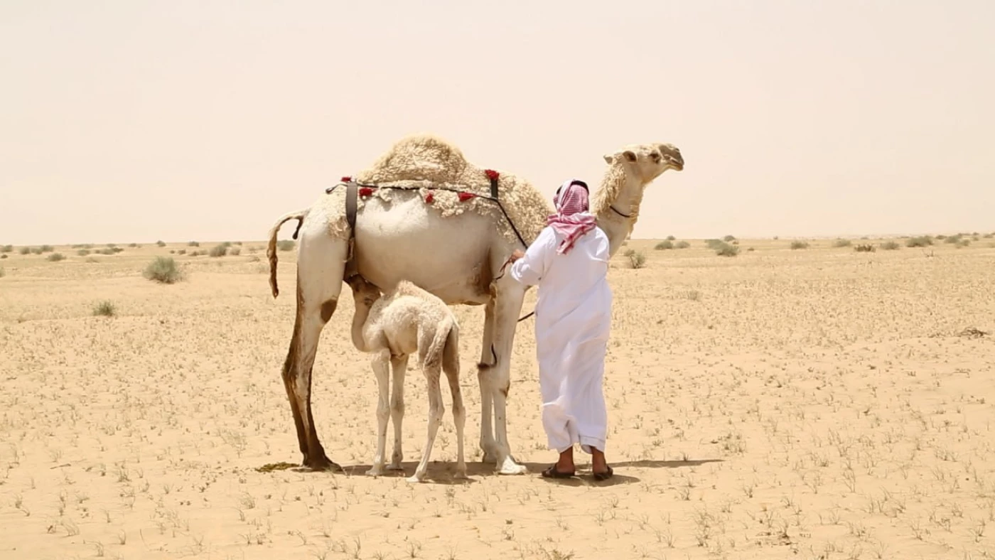 بسبب الجفاف.. مربو الإبل يرعون في مناطق خطرة وملوثة بمخلفات الحرب   