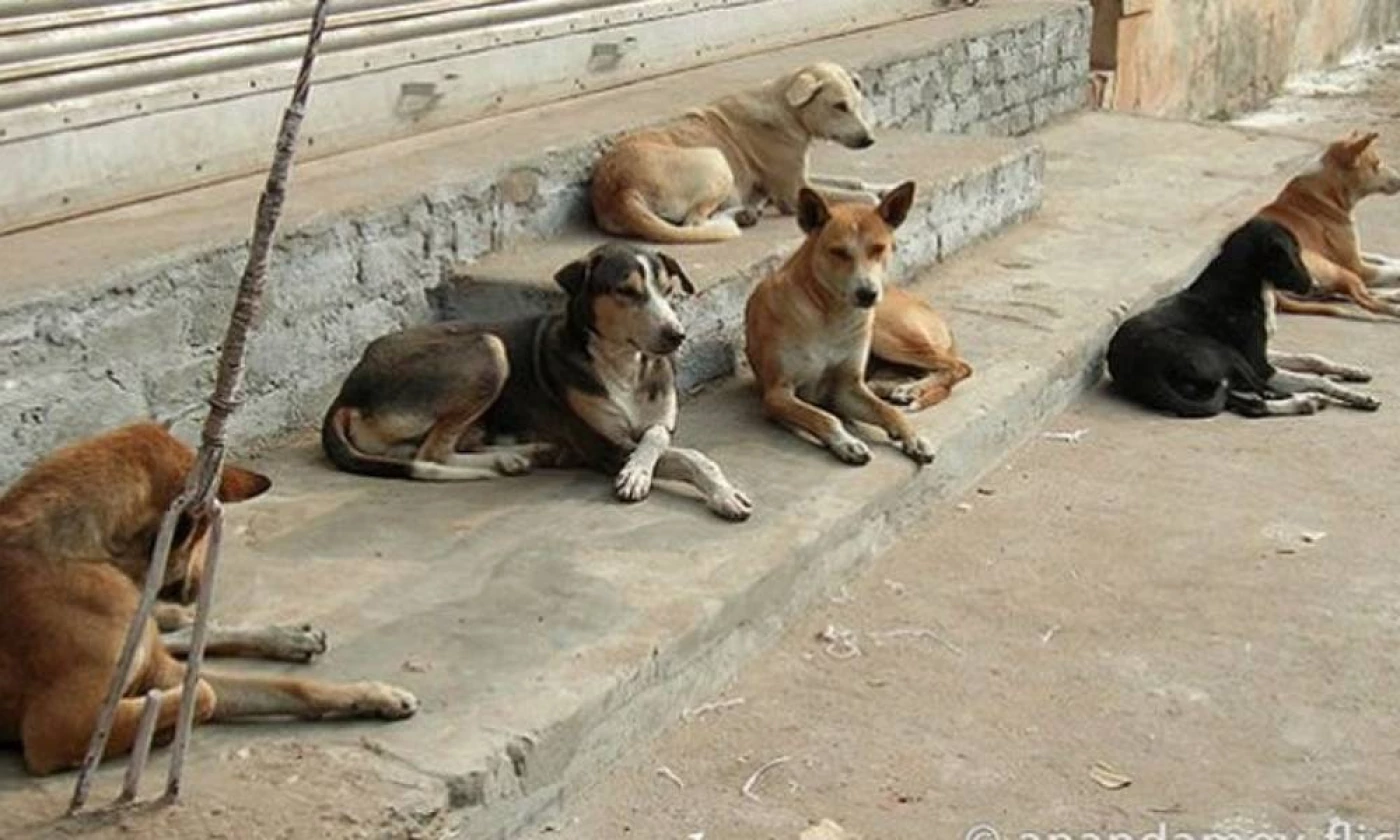 الطمر في النباعي والنهروان.. أمانة بغداد تعلن إبادة نحو 20 ألف كلب منذ مطلع 2025 
