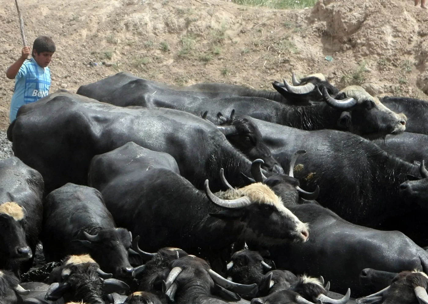 الزراعة تصدر توضيحاً حول حقيقة تخصيص 60 مليار لشراء الأعلاف