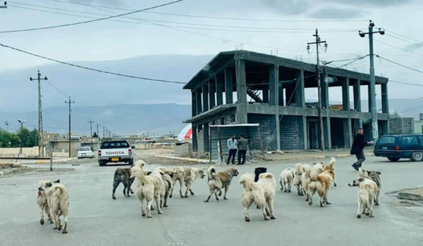 الكلاب قامت بمهاجمة أكثر من ألف شخص خلال 10 أشهر في أربيل 