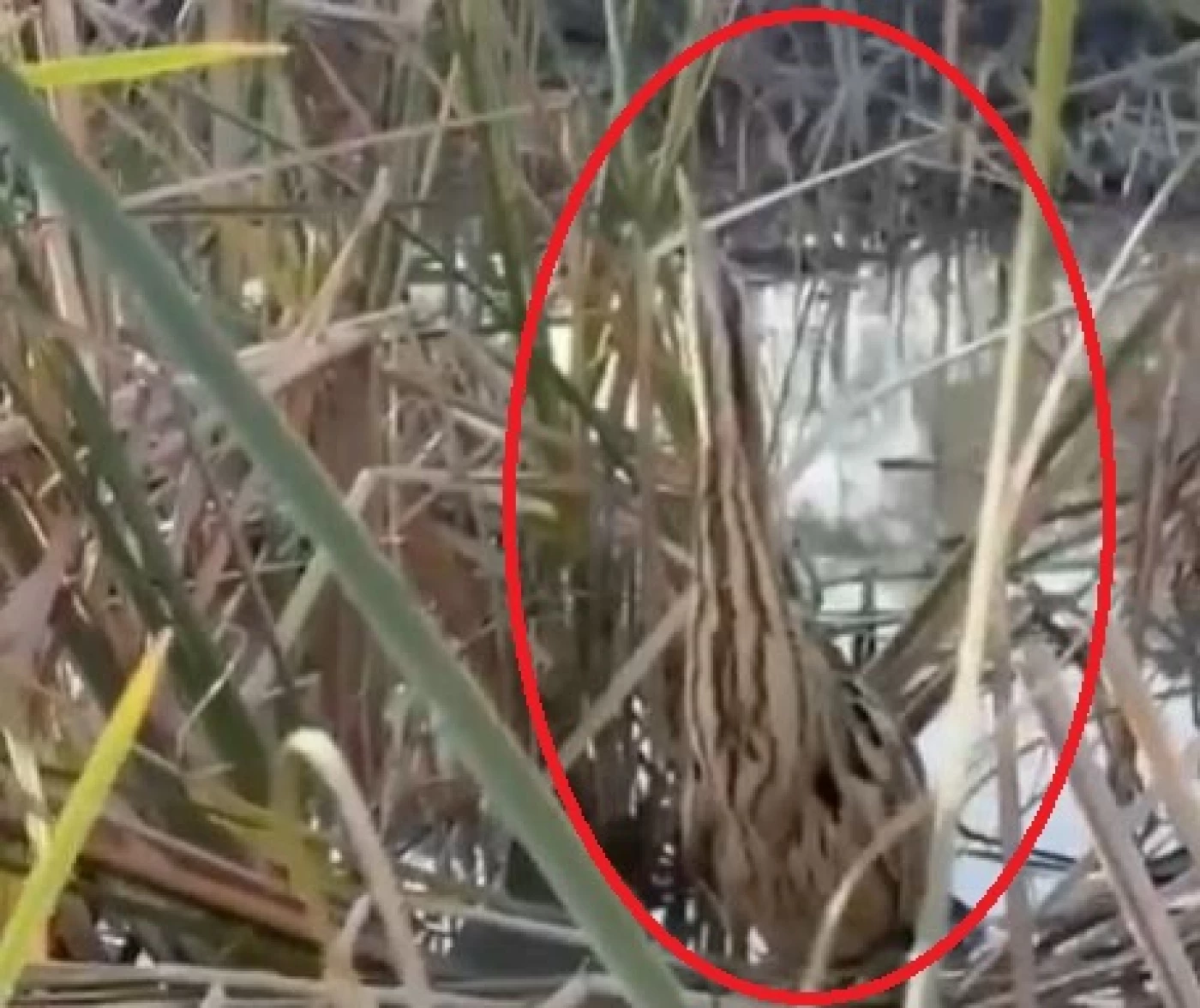 فيديو + صور| بعد عقد ونصف من الغياب.. طائر "الرحّالة" يسجّل ظهوراً نادراً في الجبايش