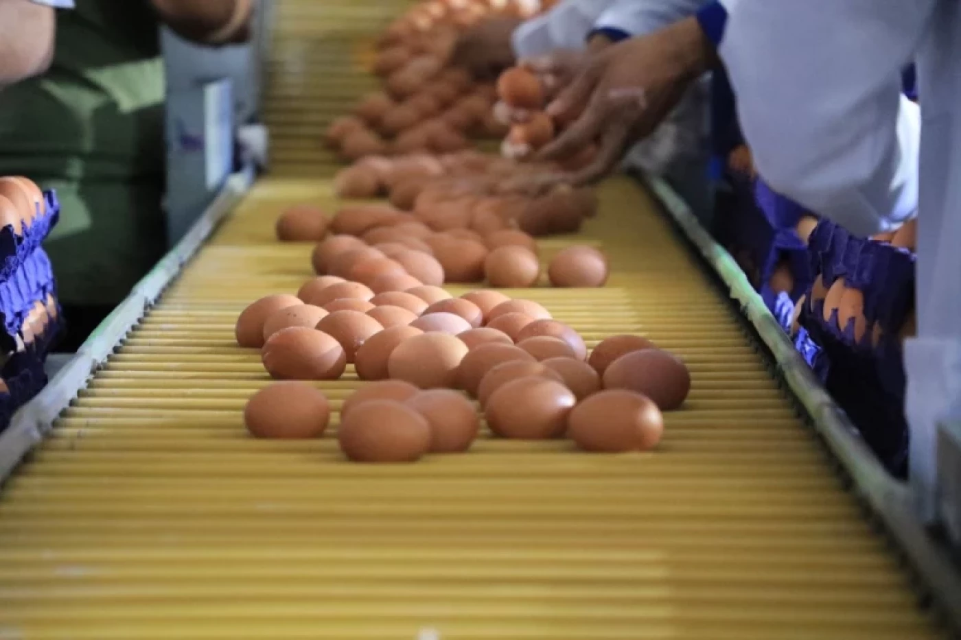 السلطات تتحدّث عن 4 إجراءات لمنع التلاعب بأسعار البيض في الأسواق