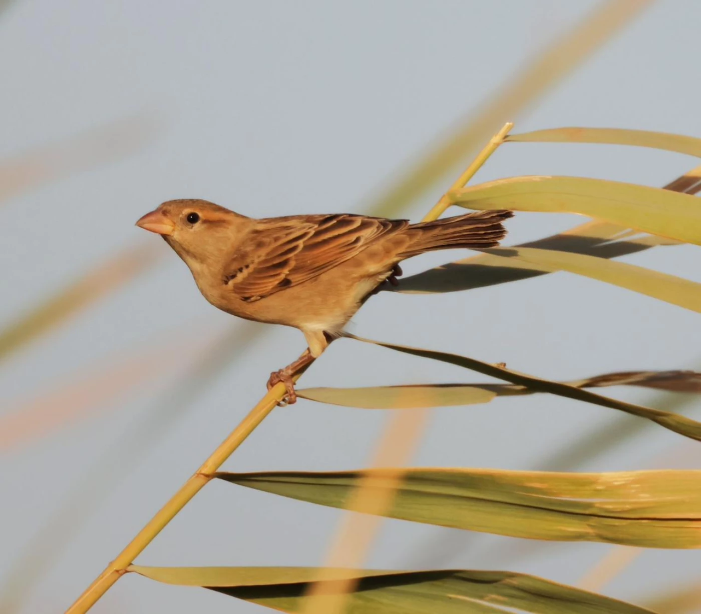 خاص| تحذير من انقراض "البلابل" بسبب الصيد الجائر أو "الترفيهي"