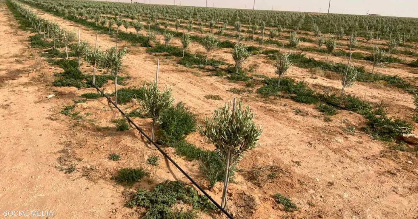 متخصص يحذّر من توسيع الزراعة في صحراء العراق: ضغط واستنزاف وتدهور