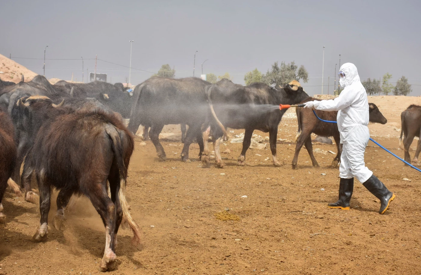 الصحة: لم يتم تسجيل 5 إصابات بالحمى النزفية في منطقة الشعلة ببغداد