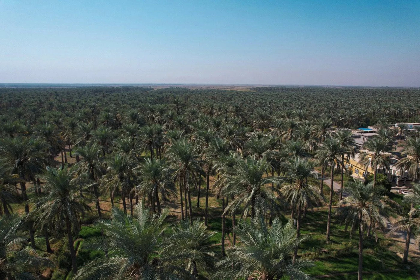 خطة لزيادة صادرات العراق من التمور خلال 2025.. تعاون جديد مع بريطانيا