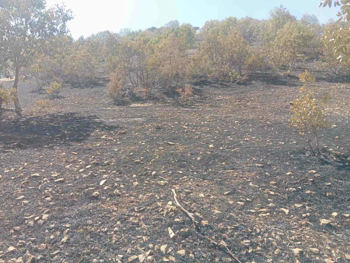صور| ألف شجرة احترقت في السليمانية.. تفاصيل حادثة "وادي دوكانيان"