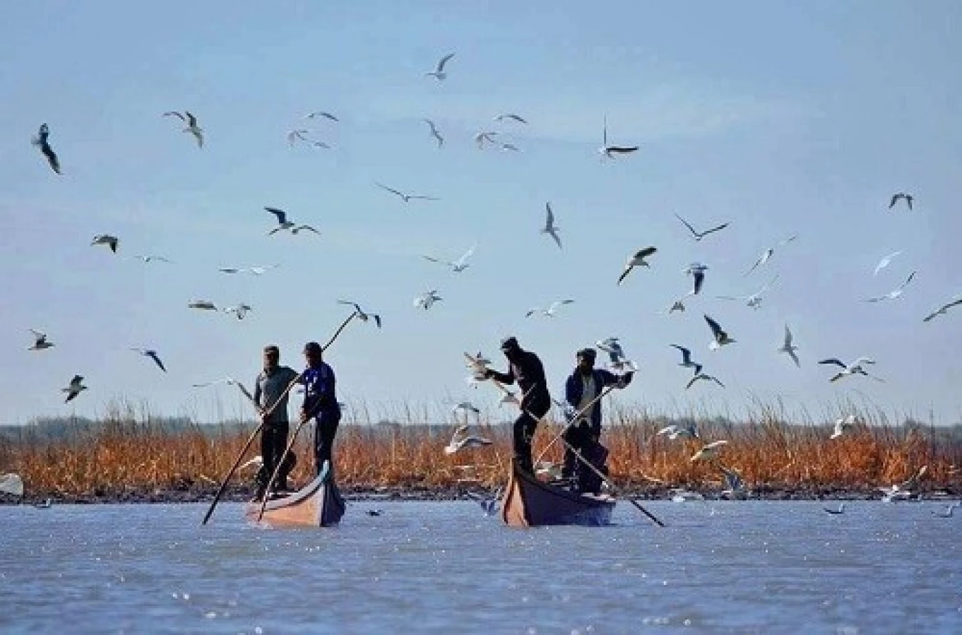 الفلامنكو والبلبل أبيض الخدّين مع البط البرّي في خطر.. الانقراض يُهدد 16 نوعاً من الطيور في العراق