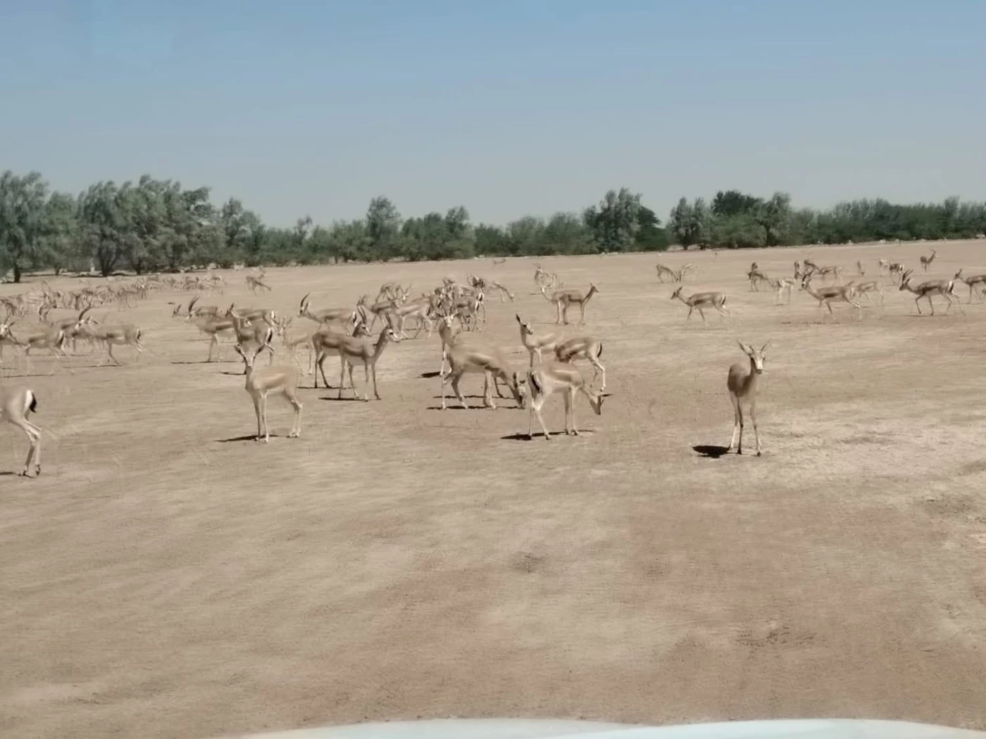 خاص| الذكر بـ400 والأنثى بمليون.. غزلان ميسان معروضة  للبيع في المزاد من الجهات الرسمية