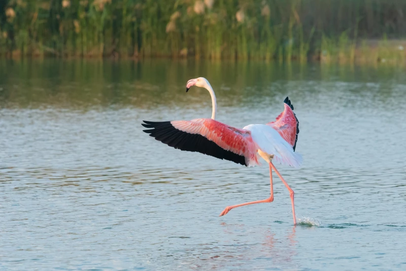 مرصد: 1000 طير وقعوا ضحية الصيد الجائر خلال شهر بالعراق.. حديث عن "إجراءات صارمة"