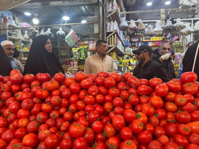 خاص| مدير زراعة البصرة يكشف لـ"الجبال" أرقاماً حول "طماطة الزبير": تسويق 9050 طناً خلال 7 أيام