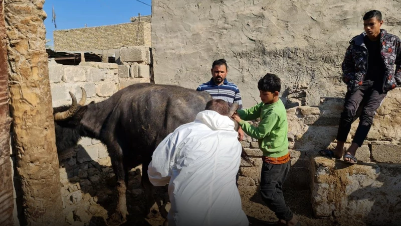  توضيح رسمي لـ"الجبال" حول آثار الحمّى القلاعية على الإنسان