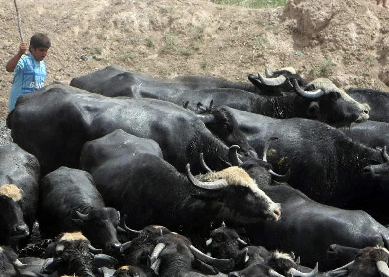 الزراعة تصدر توضيحاً حول حقيقة تخصيص 60 مليار لشراء الأعلاف