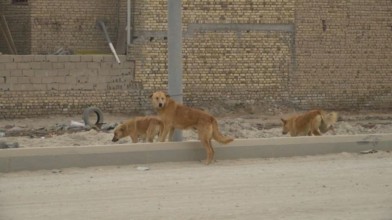 أرقام 2025 مقلقة.. الكلاب السائبة خطر صحي وإنساني في ذي قار