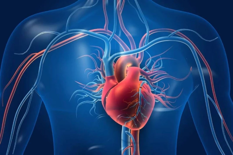 صحة.. الأعراض المبكّرة لتشحّم عضلة القلب