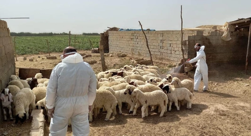 الزبير تسجّل 7 إصابات بـ"الحمى النزفية".. وقائممقام القضاء يتحدث عن سببين لذلك