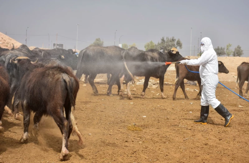 الصحة: لم يتم تسجيل 5 إصابات بالحمى النزفية في منطقة الشعلة ببغداد