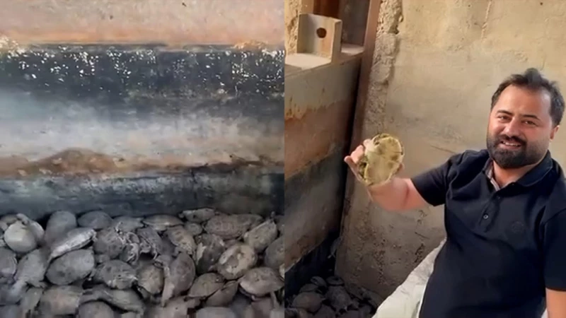هرباً من الجفاف والملوحة.. نفوق مئات السلاحف بطريقها إلى هور الحمّار الغربي