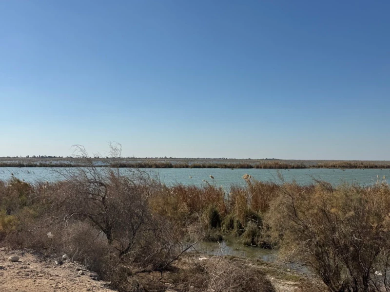 خاص| زخم سياحي أجنبي بالأهوار.. نحو 3 آلاف سائح يتدفقون شهرياً مقابل تراجع "مقلق" بمناسيب المياه