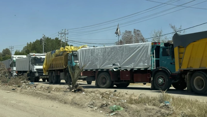 صور| زخم تسويقي ومعاناة في النقل والتخزين.. النجف تبدأ موسم حصاد الحنطة