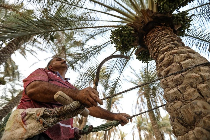خطة لإنعاش إنتاج التمور في العراق