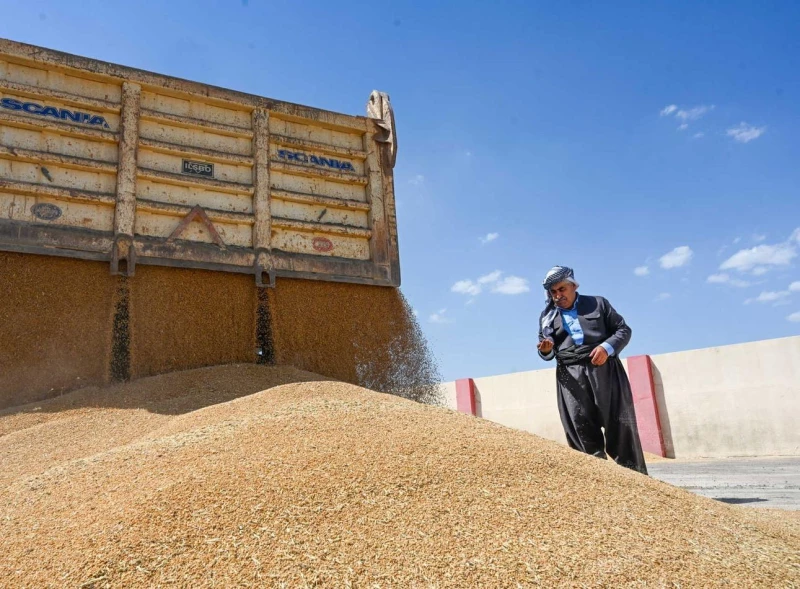 الجفاف يقسو على المزارعين وبغداد تفاقم الوضع.. أربيل ودهوك تفقدان نصف إنتاجهما من القمح